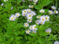 Foto Alpen-Aster Gartenblumen wächst und Merkmale