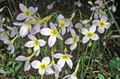 Photo Alpine Bluets, Mountain Bluets, Quaker Ladies Garden Flowers growing and characteristics