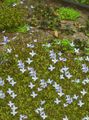 Photo Alpine Bluets, Mountain Bluets, Quaker Ladies Garden Flowers growing and characteristics