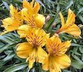 Photo Alstroemeria, Peruvian Lily, Lily of the Incas Garden Flowers growing and characteristics