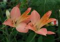 Foto Inkalilien, Peruanische Lilie, Lilie Der Inkas Gartenblumen wächst und Merkmale