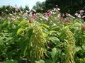 green Garden Flowers Amaranthus, Love-Lies-Bleeding, Kiwicha, Amaranthus caudatus characteristics, Photo