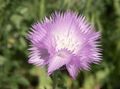 lilac Garden Flowers Amberboa, sweet sultan characteristics, Photo