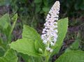 Photo American Pokeweed, Inkberry, Pidgeonberry Garden Flowers growing and characteristics