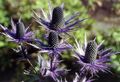 Photo Amethyst Sea Holly, Alpine Eryngo, Alpine Sea Holly Garden Flowers growing and characteristics