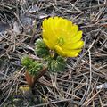 Photo Amur Adonis Garden Flowers growing and characteristics