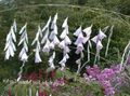 Foto Engels Angelrute, Feenhaften Stab, Wandflower Gartenblumen wächst und Merkmale