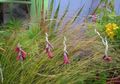 Photo Angel's fishing rod, Fairy Wand, Wandflower  growing and characteristics