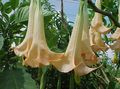 Photo Angel's trumpet, Devil's Trumpet, Horn of Plenty, Downy Thorn Apple Garden Flowers growing and characteristics