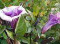 Foto Engelstrompete, Teufelstrompete, Füllhorn, Flaumig Stechapfel Gartenblumen wächst und Merkmale