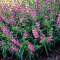 Photo Angelonia Serena, Summer Snapdragon Garden Flowers growing and characteristics