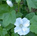 Photo Annual Mallow, Rose Mallow, Royal Mallow, Regal Mallow Garden Flowers growing and characteristics