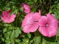 Photo Annual Mallow, Rose Mallow, Royal Mallow, Regal Mallow Garden Flowers growing and characteristics