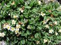 Foto Arktischen Vergissmeinnicht, Alpine Vergissmeinnicht Gartenblumen wächst und Merkmale
