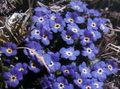 Foto Arktischen Vergissmeinnicht, Alpine Vergissmeinnicht Gartenblumen wächst und Merkmale