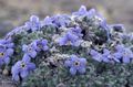 Photo Arctic Forget-me-not, Alpine forget-me-not Garden Flowers growing and characteristics