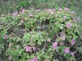 Photo Arctic Raspberry, Arctic Bramble Garden Flowers growing and characteristics