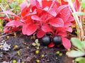 red Garden Flowers Arctous characteristics, Photo