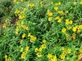 Photo Arnica Garden Flowers growing and characteristics