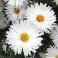 white Garden Flowers Aster characteristics, Photo