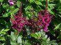 Foto Astilbe, Falschen Ziegenbart, Fanal Gartenblumen wächst und Merkmale