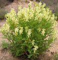 Photo Astragalus Garden Flowers growing and characteristics