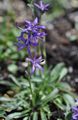 modrá Záhradné kvety Asyneuma vlastnosti, fotografie
