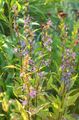 blau Gartenblumen Asyneuma Merkmale, Foto