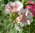 Foto Atlasflower, Abschied Zu Frühling, Godetia Gartenblumen wächst und Merkmale