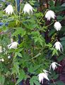 Photo Atragene, Small-flowered Clematis  growing and characteristics