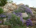 Foto Aubrieta, Felskresse Gartenblumen wächst und Merkmale