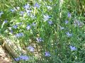Foto Australian Bluebell, Groß Bluebell Gartenblumen wächst und Merkmale