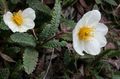 white Garden Flowers Avens, Dryas characteristics, Photo