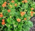 Photo Avens, Geum Garden Flowers growing and characteristics