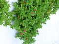 красный Садовые Цветы Аптения, Aptenia характеристика, Фото