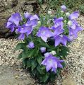 Photo Balloon Flower, Chinese Bellflower  growing and characteristics