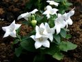 Photo Balloon Flower, Chinese Bellflower  growing and characteristics