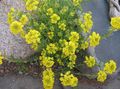 yellow Garden Flowers Basket of Gold, Alyssum characteristics, Photo