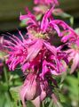 Foto Bienenbalsam, Wilder Bergamotte Gartenblumen wächst und Merkmale
