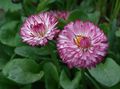 Foto Bellis Gänseblümchen, Englisch Gänseblümchen, Rasen Gänseblümchen, Bruisewort Gartenblumen wächst und Merkmale