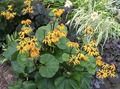 Foto Bigleaf Ligularia, Leoparden Werk, Goldenes Kreuzkraut Gartenblumen wächst und Merkmale
