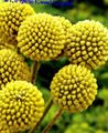 Photo Billy buttons Garden Flowers growing and characteristics