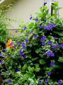 Foto Blaues Auge Susan Gartenblumen wächst und Merkmale