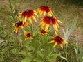 Foto Schwarzen Augen Susan, Östlichen Sonnenhut, Orange Coneflower, Auffällige Sonnenhut Gartenblumen wächst und Merkmale