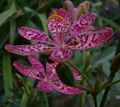 Photo Blackberry Lily, Leopard Lily Garden Flowers growing and characteristics