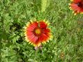 Photo Blanket Flower  growing and characteristics