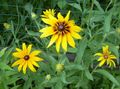 Photo Blanket Flower  growing and characteristics