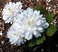 Photo Bloodroot, Red Puccoon Garden Flowers growing and characteristics