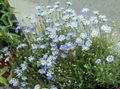 Foto Blaue Gänseblümchen, Blauen Marguerite Gartenblumen wächst und Merkmale