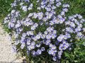 gaiši zils Dārza Ziedi Zils Margrietiņa, Zils Marguerite, Felicia amelloides raksturlielumi, Foto
